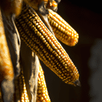 Uzyskanie idealnego smaku kukurydzy dzięki zakiszaniu
