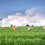 Geografia Polski: Testując związki między rolnictwem a przemysłem
