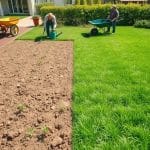 trawa z siewu piastów